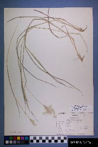 Bothriochloa barbinodis image